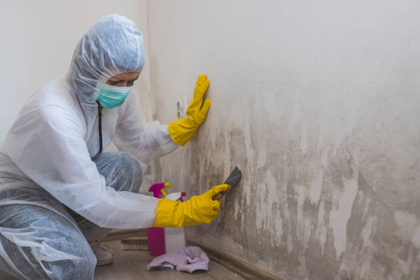 Best Toxic Mold Removal  in Arbury Hls, IL