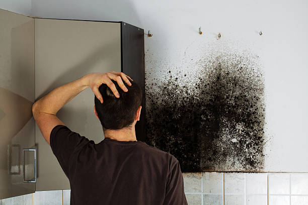 Mold Removal and Inspection in Arbury Hills, IL