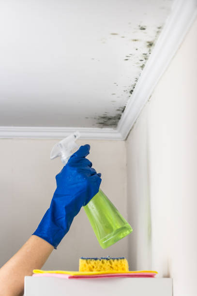 Best Professional Mold Removal  in Arbury Hls, IL